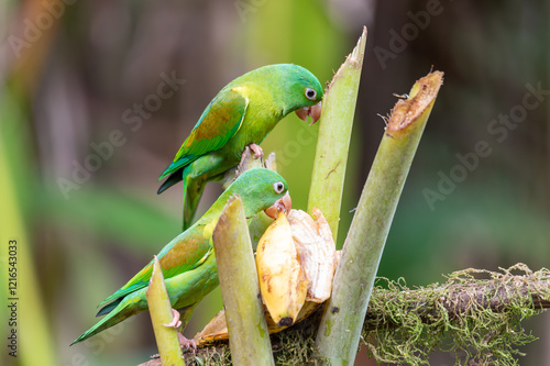 Small green parrot Tirika tovi (Brotogeris jugularis), La Fortuna, Volcano Arenal, Wildlife and birdwatching in Costa Rica. photo