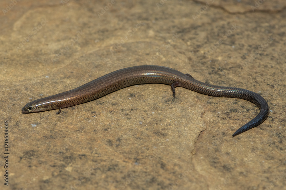A cute montane dwarf burrowing skink (Scelotes mirus) in the wild, in KwaZulu-Natal, South Africa A cute montane dwarf burrowing skink (Scelotes mirus) in the wild, in KwaZulu-Natal, South Africa