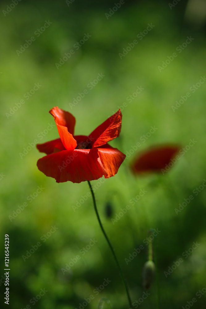 Fototapeta premium Bright red poppies on a green background in sunny weather