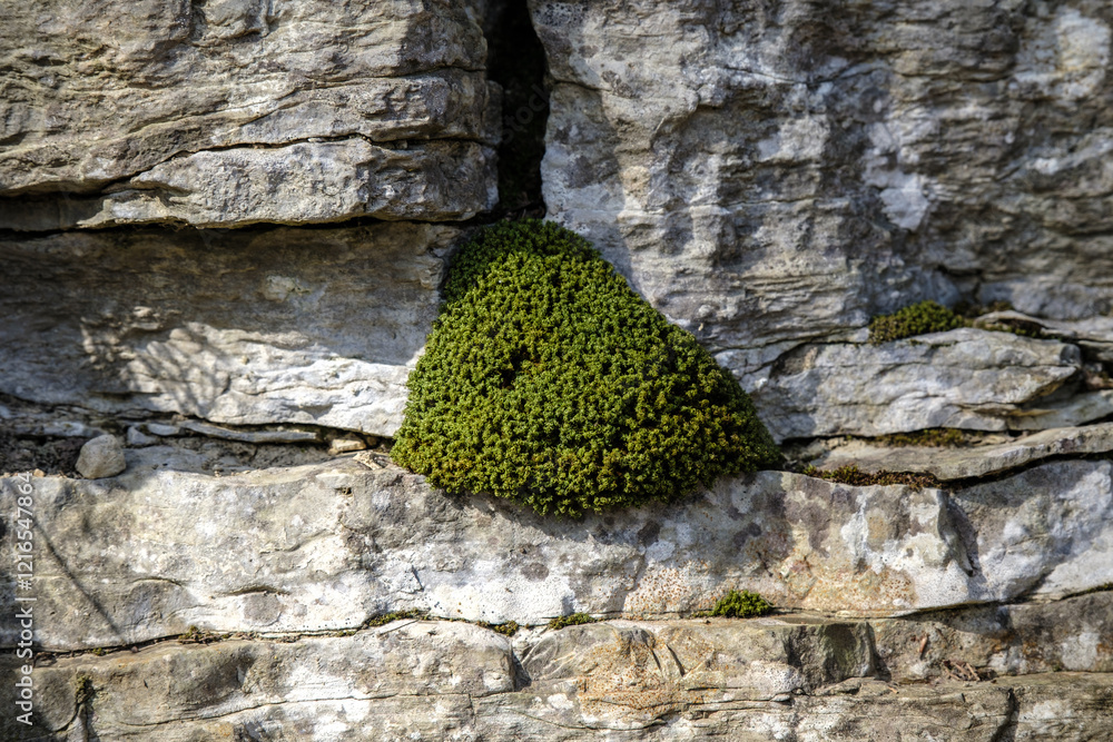 Texture of nature stone - grunge stone surface background