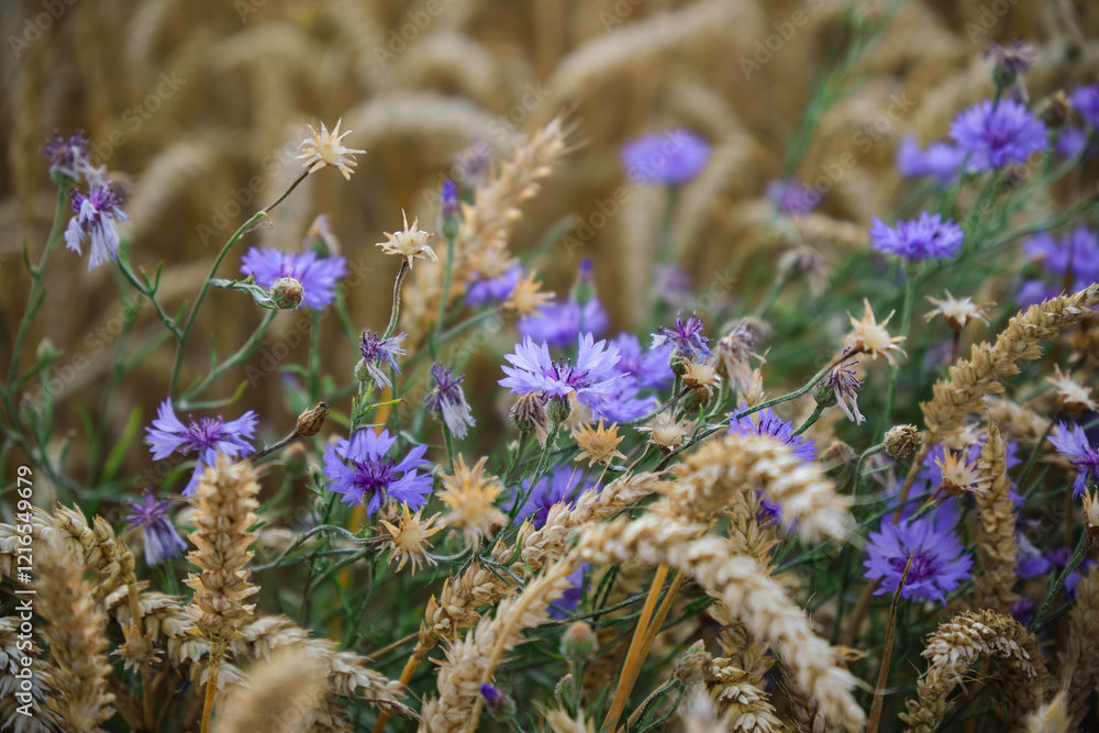 A Beautiful Field of Wildflowers Nestled Among Tall Wheat Stalks in the Sunlight