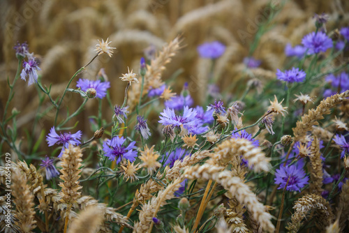 Obraz na płótnie A Beautiful Field of Wildflowers Nestled Among Tall Wheat Stalks in the Sunlight w salonie