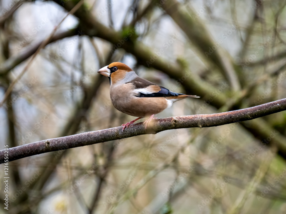 Kernbeißer (Coccothraustes coccothraustes) Kernbeißer (Coccothraustes coccothraustes)