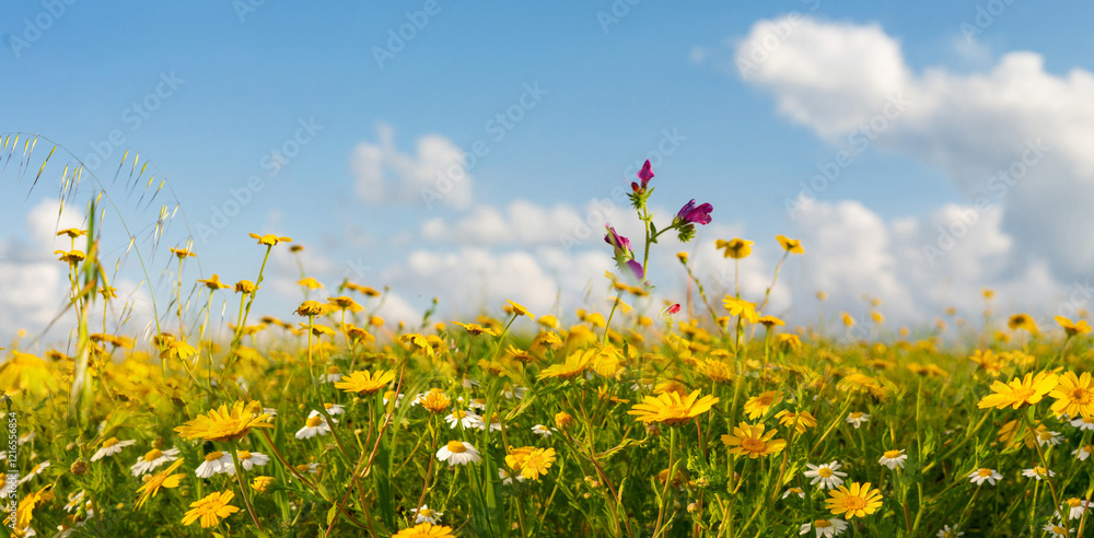 Bright yellow and white field flowers against blue sky in spring summer in nature.