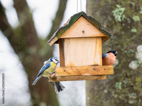   Blaumeise (Cyanistes caeruleu)       Gimpel (Pyrrhula pyrrhula) photo