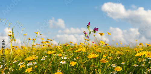 Bright yellow and white field flowers against blue sky in spring summer in nature.