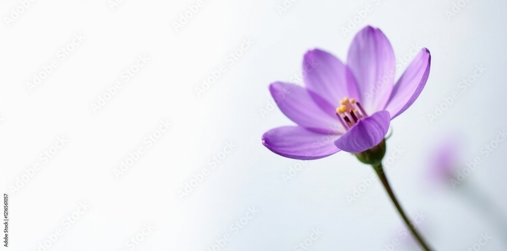 Delicate purple flower bud on white background, spring, flowers, blossom Delicate purple flower bud on white background, spring, flowers, blossom