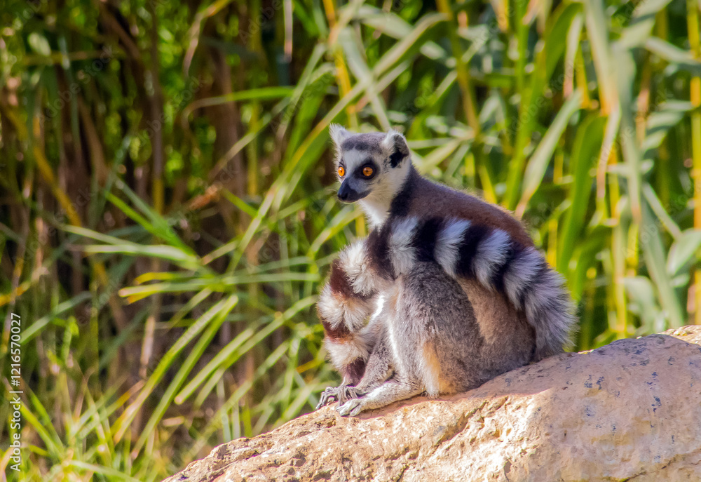 Obraz premium Ring-tailed Lemur with Yellow Eyes