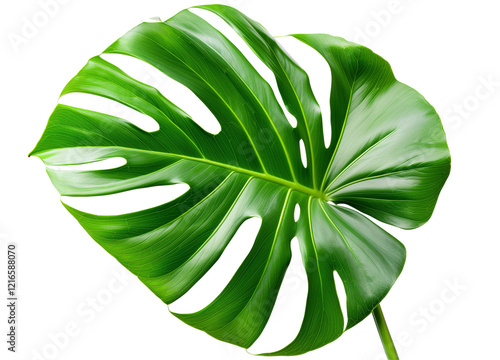 Monstera deliciosa leaf or Swiss cheese plant isolated on white background png transparent clipart.