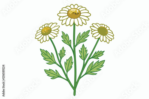 botanical image of a Matricaria chamomilla B.eps