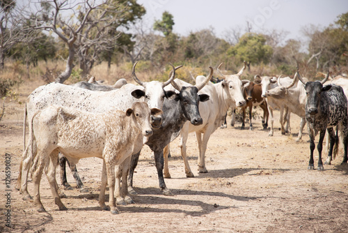 Wallpaper Mural les boeufs dans un enclos Torontodigital.ca