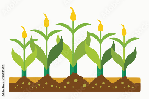 Fertile Soil, Flourishing Growth A Scientific Depiction of Corn Seedlings B.eps