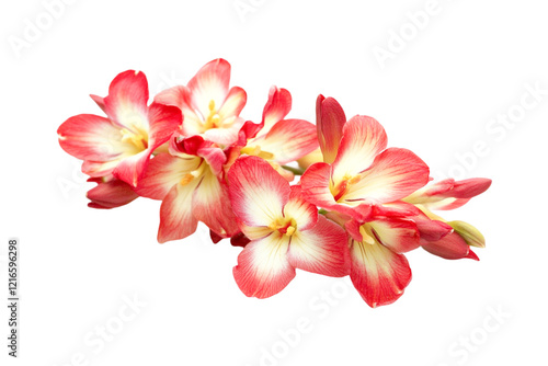 Red and Yellow Freesia Flowers Closeup View