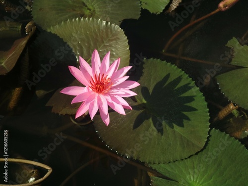 Blooming Nymphaea or water lily in a pond: a beautiful aquatic flower. Nymphaea water lilies blooming in a serene pond setting. Nymphaea with broad leaves and vibrant blooms on a pond surface. photo