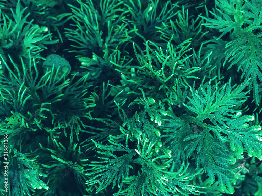 Fototapeta premium Beautiful nature background of vertical garden with tropical green leaf