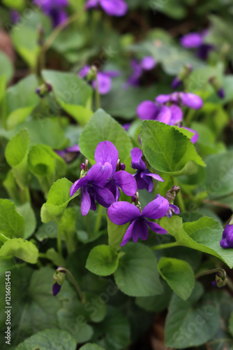 Close-up of purple Common or english Violets in the garden. Viola odorata plants on springtime