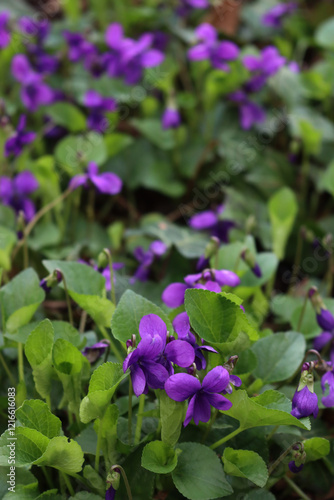 Close-up of purple Common or english Violets in the garden. Viola odorata plants on springtime photo