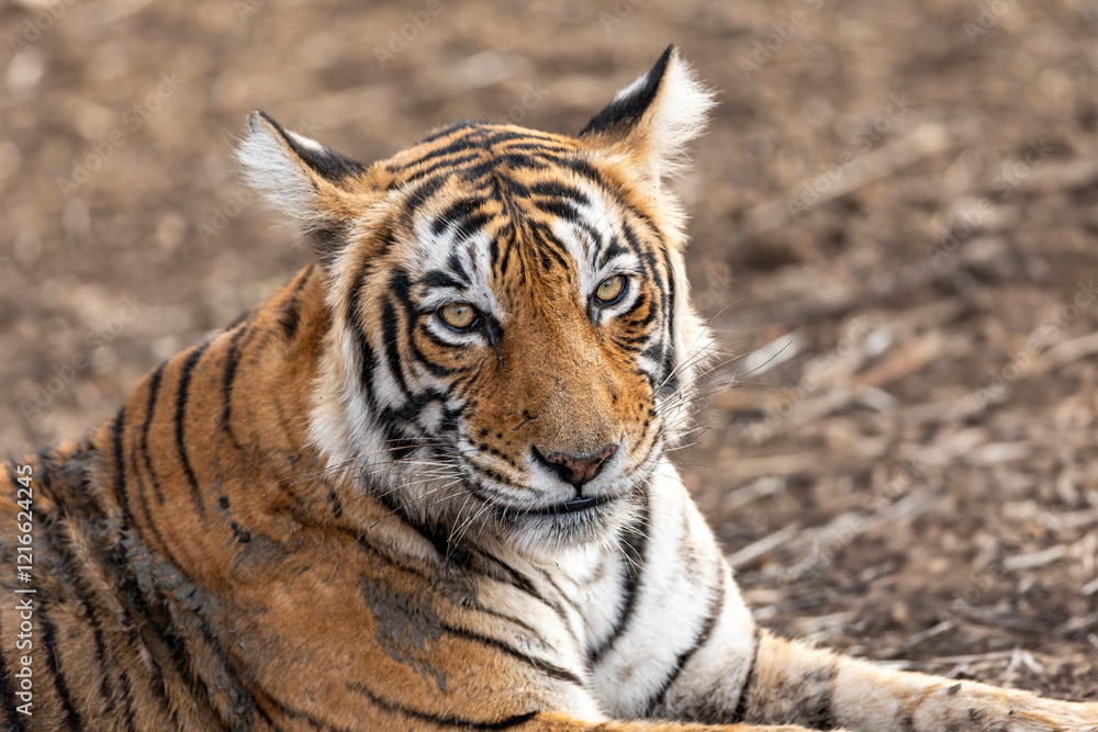 Obraz premium wild female bengal tiger or tigress or panthera tigris at ranthambore national park forest reserve rajasthan india asia fine art closeup or portrait with eye contact in summer season safari