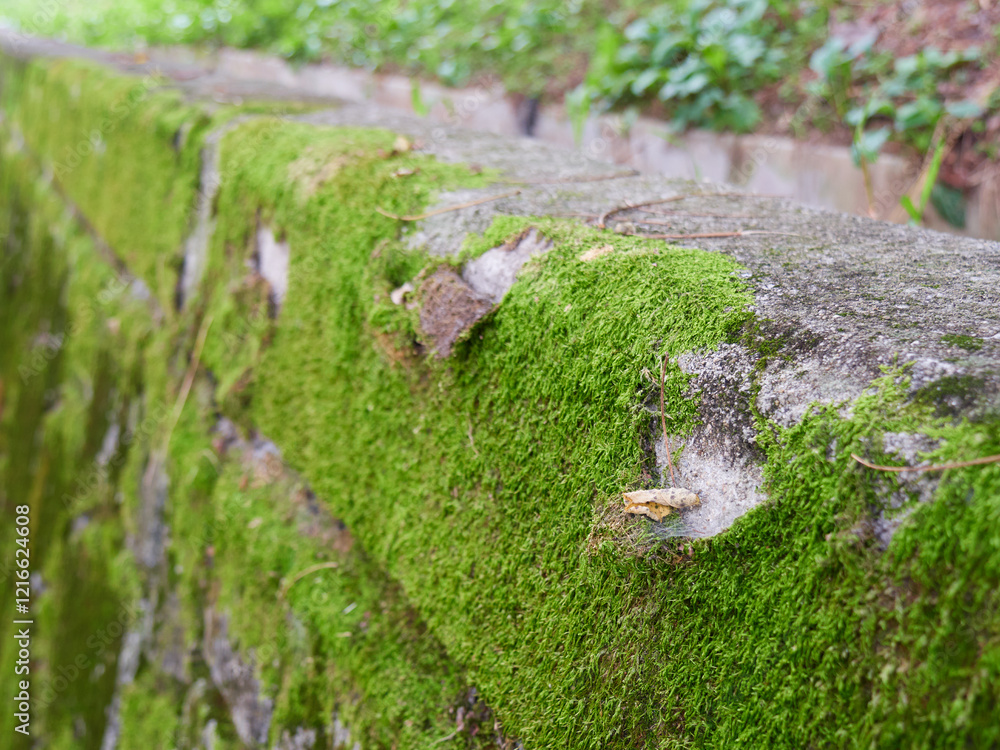 Moss growing on a concrete wall Moss growing on a concrete wall
