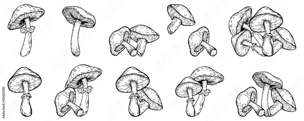 Fototapeta premium Hand-drawn sketch set of mushrooms, vector illustration isolated on a white background. Vector line drawing. Set of stylized doodle mushrooms, for stickers, icons, cover design, banner, menu, post.