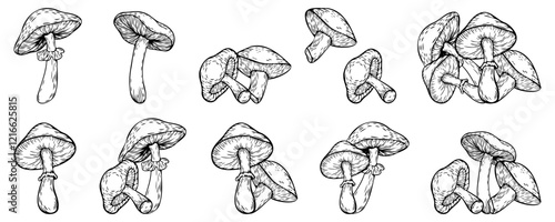 Hand-drawn sketch set of mushrooms, vector illustration isolated on a white background. Vector line drawing. Set of stylized doodle mushrooms, for stickers, icons, cover design, banner, menu, post.