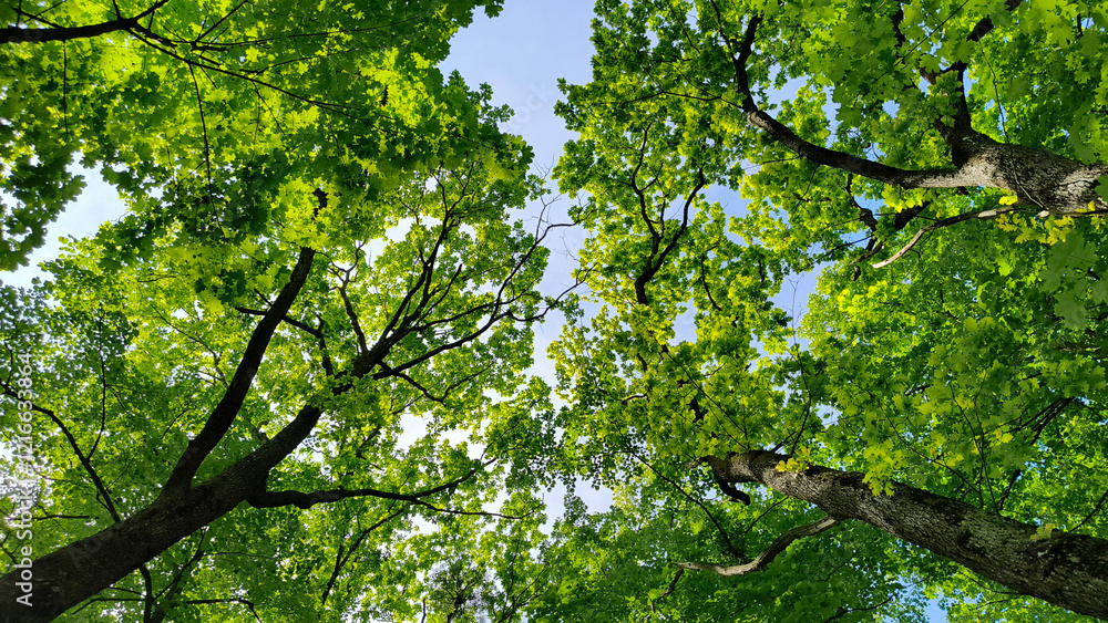trees in the forest from low angle view, Fruska Gora trees in the forest from low angle view, Fruska Gora