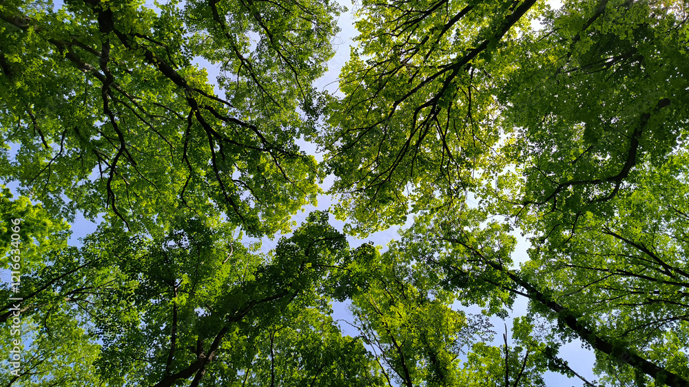 Fototapeta premium trees in the forest from low angle view, Fruska Gora