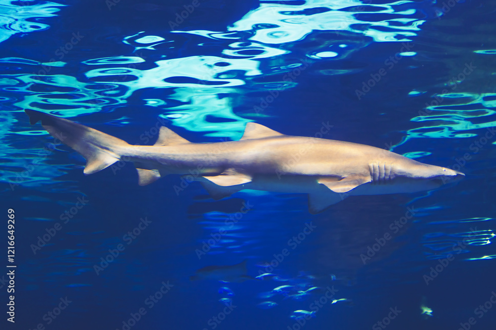Fototapeta premium Shark swimming in the deep water showcasing its sleek body and fins. Cartilaginous fish in underwater environment