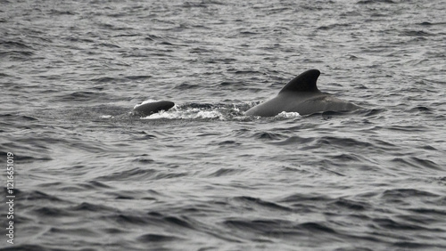 The long-finned pilot whale, or pothead whale (Globicephala melas) near Andenes in Norway.