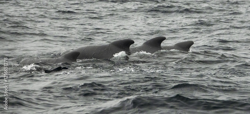 The long-finned pilot whale, or pothead whale (Globicephala melas) near Andenes in Norway.