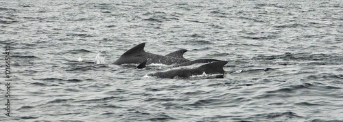 The long-finned pilot whale, or pothead whale (Globicephala melas) near Andenes in Norway.