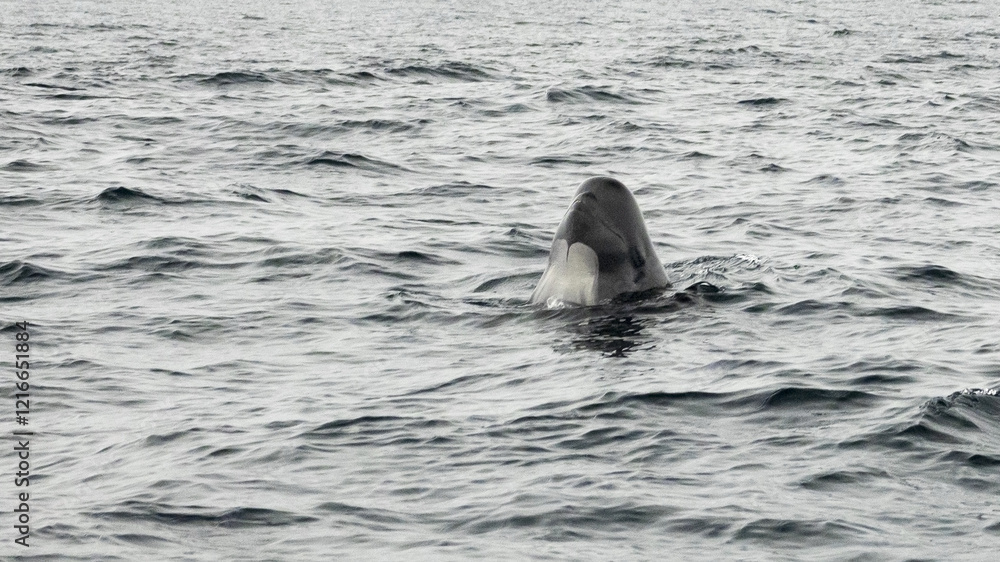 Fototapeta premium The long-finned pilot whale, or pothead whale (Globicephala melas) near Andenes in Norway.