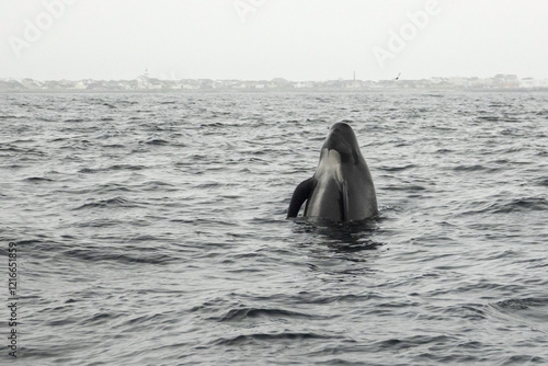 The long-finned pilot whale, or pothead whale (Globicephala melas) near Andenes in Norway. photo