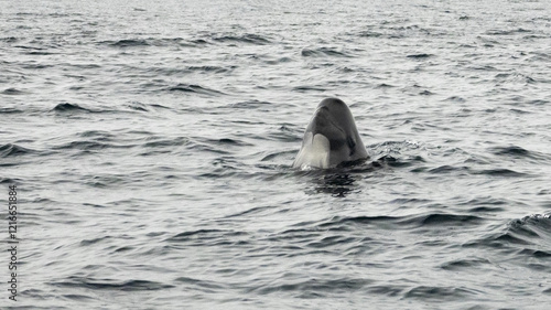 The long-finned pilot whale, or pothead whale (Globicephala melas) near Andenes in Norway.
