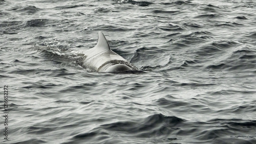 The long-finned pilot whale, or pothead whale (Globicephala melas) near Andenes in Norway. photo