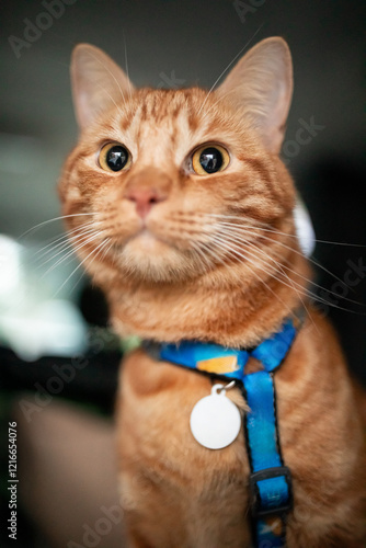 Portrait of little adorable red kitten travelling in the car.