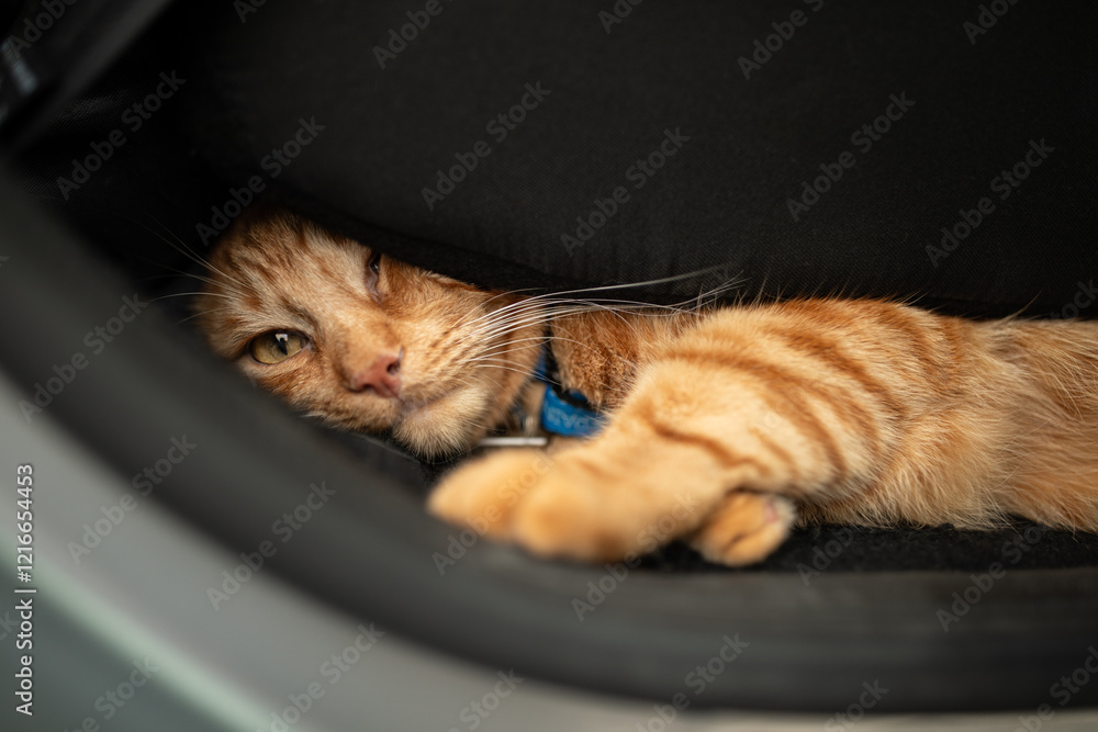Portrait of little adorable red kitten travelling in the car.