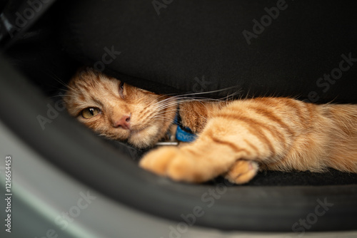 Obraz na płótnie Portrait of little adorable red kitten travelling in the car. w salonie