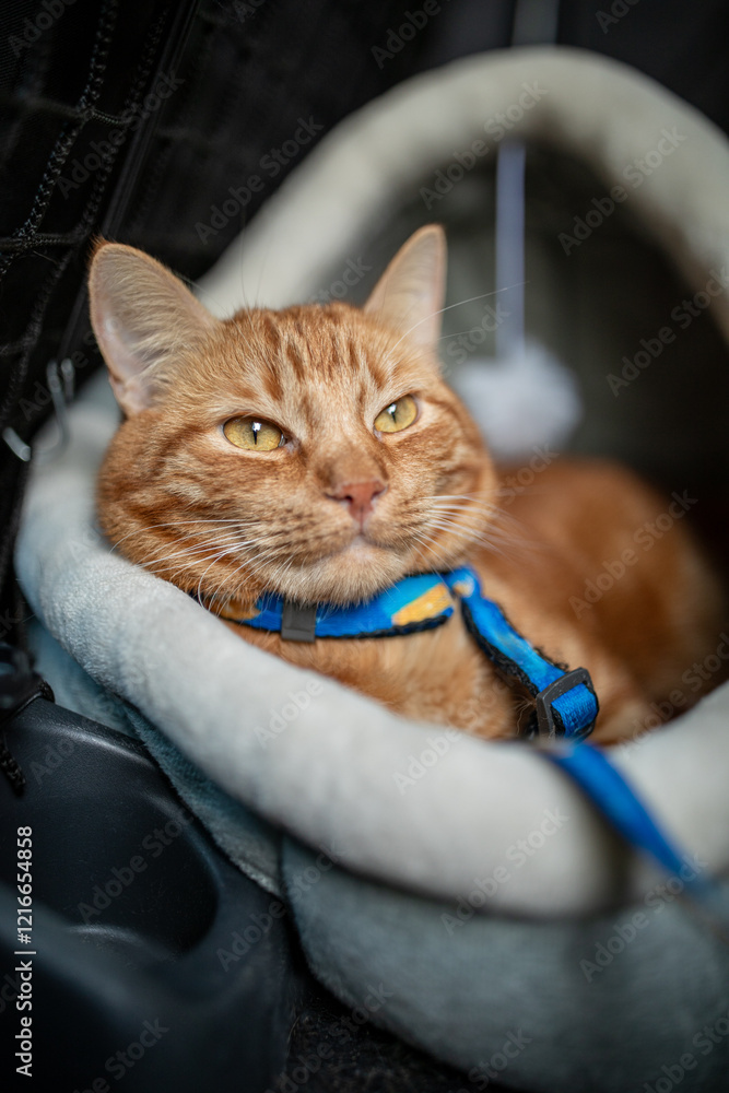 Portrait of little adorable red kitten travelling in the car.