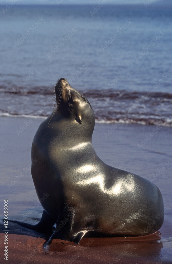 Fototapeta premium Otarie de Californie; zalophus californianus, male , Archipel des Galapogos