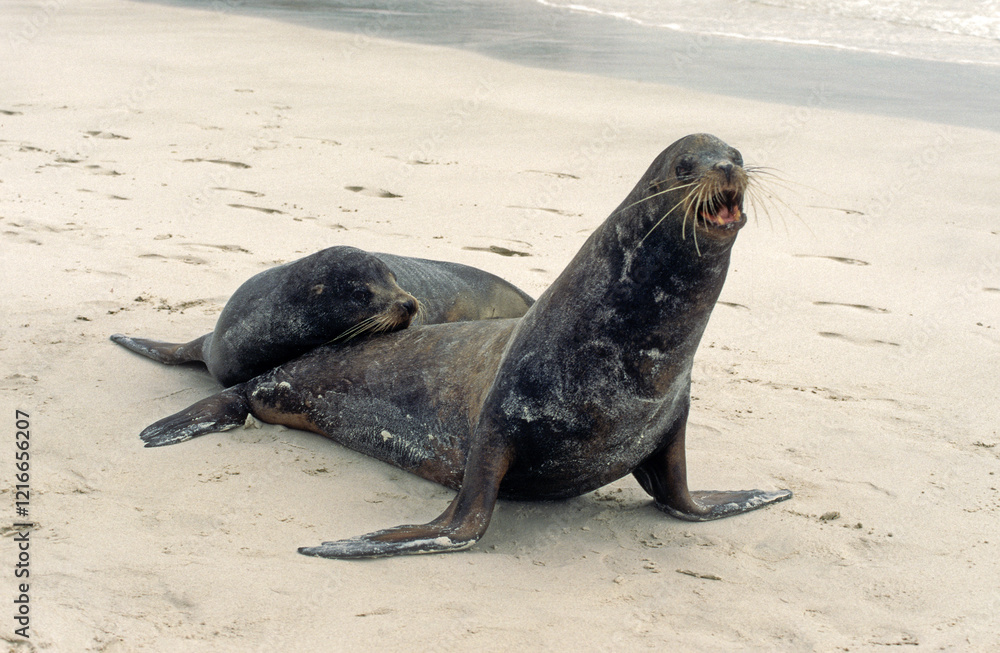 Obraz premium Otarie de Californie; zalophus californianus, male, femelle , Archipel des Galapogos