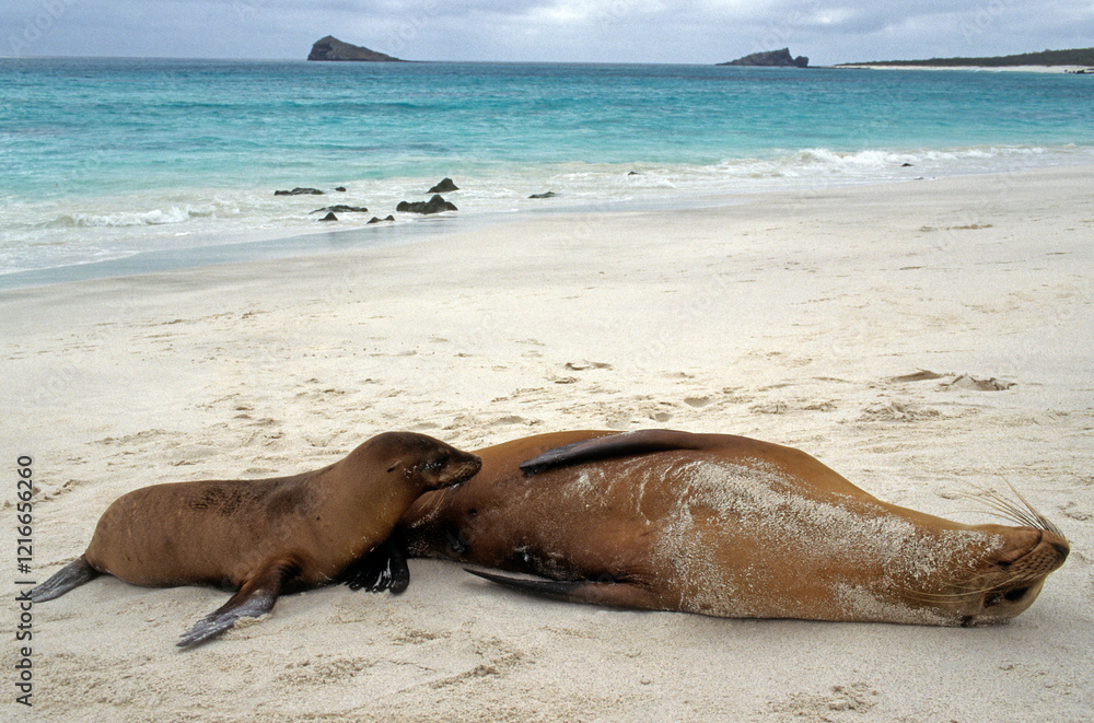 Fototapeta premium Otarie de Californie; zalophus californianus, Jeune, femelle , Archipel des Galapogos