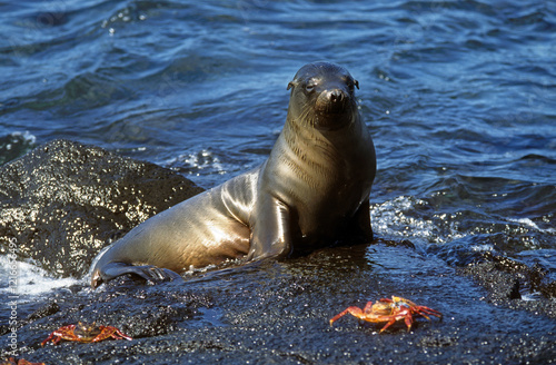 Otarie de Californie; zalophus californianus; crabe zayapa; grapsus prapsus, Archipel des Galapagos photo