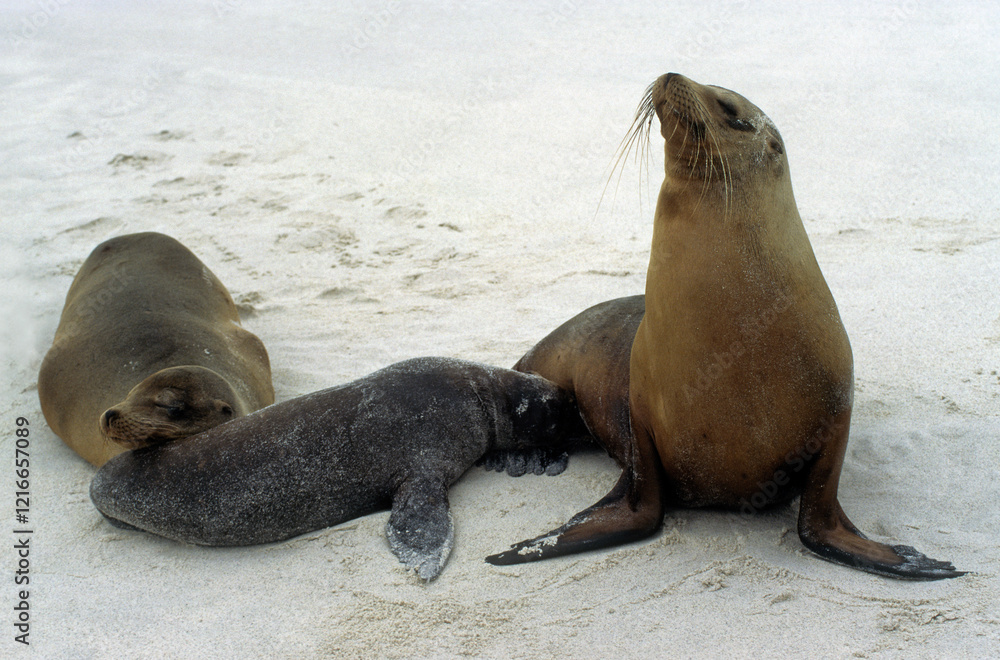 Naklejka premium Otarie de Californie; zalophus californianus, Jeune, allaitement , Archipel des Galapogos