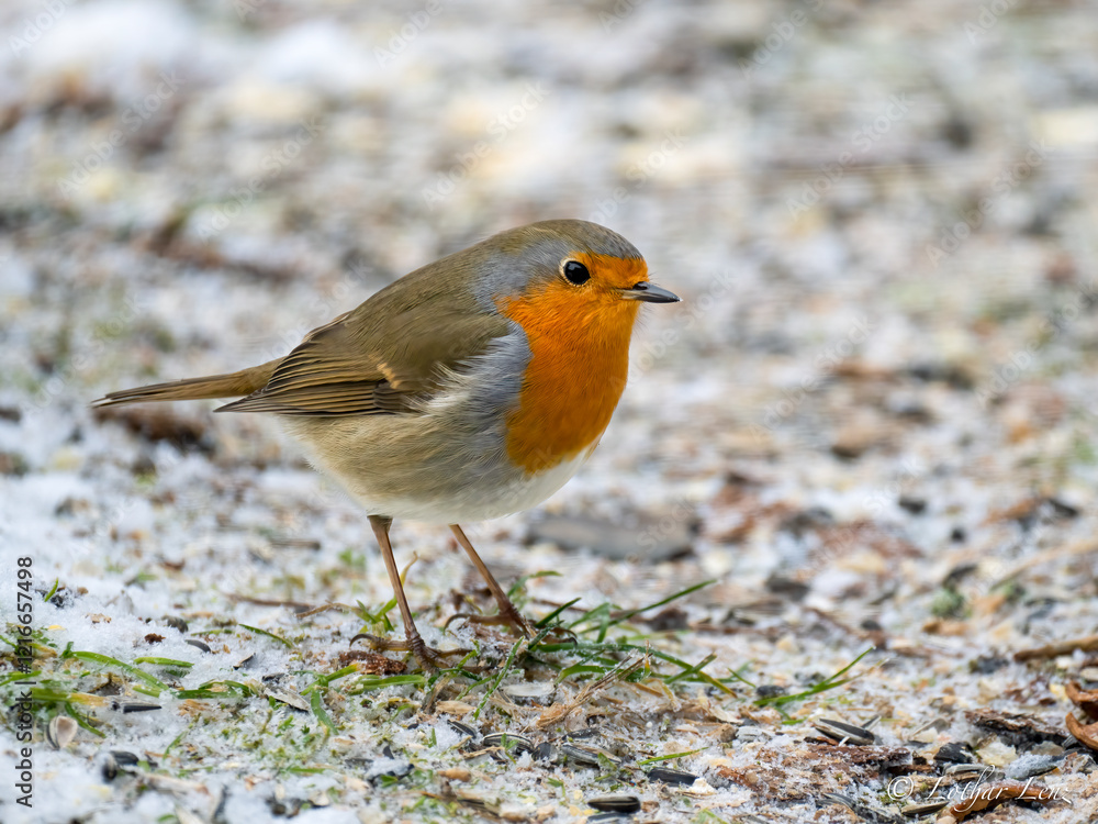 Rotkehlchen (Erithacus rubecula) Rotkehlchen (Erithacus rubecula)