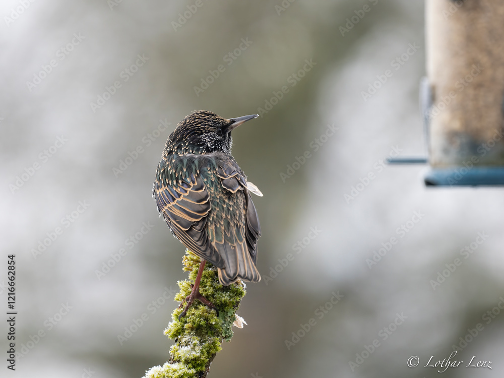 Naklejka premium Star (Sturnus vulgaris)
