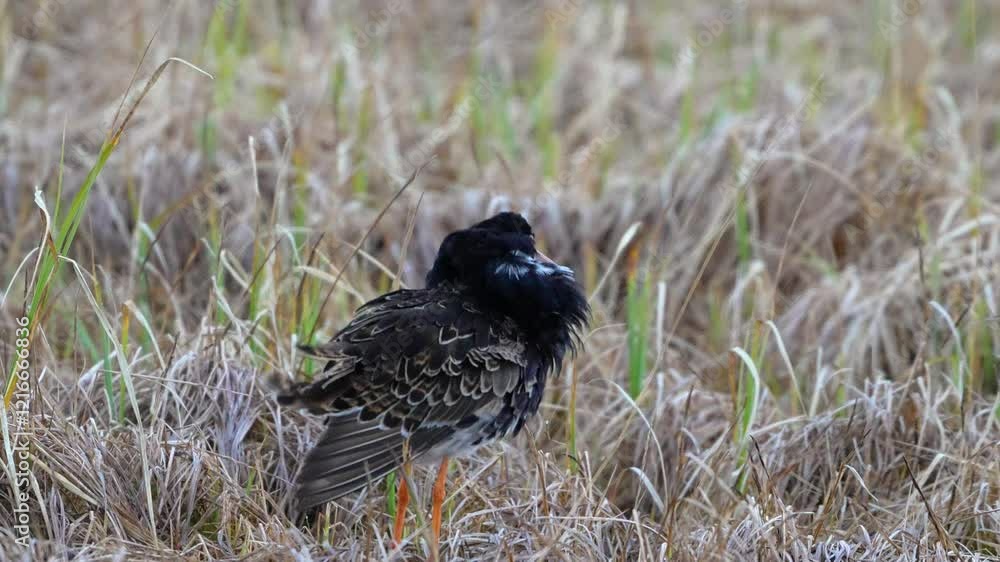 Male ruff shaking in wind, 4k high detail Male ruff shaking in wind, 4k high detail