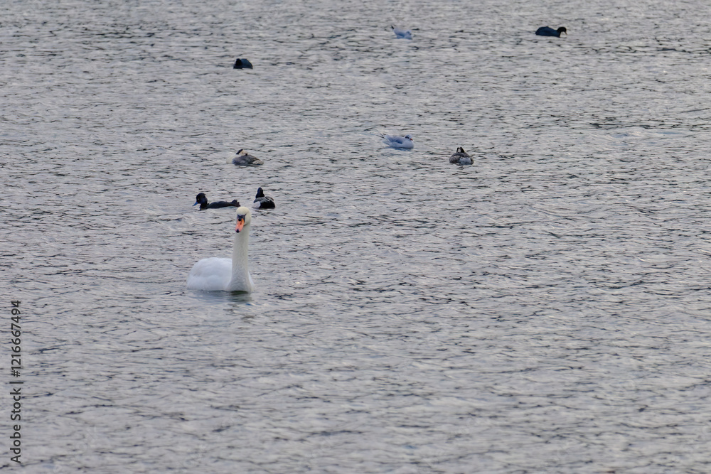 A swan is swimming in a lake