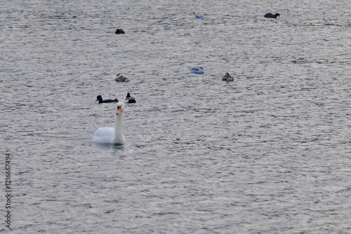 A swan is swimming in a lake