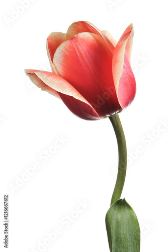 One magnificent tulip isolated on white background